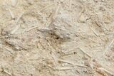Fossil Jurassic Echinoderm (Acrosalenia) Spines - France #3177-3